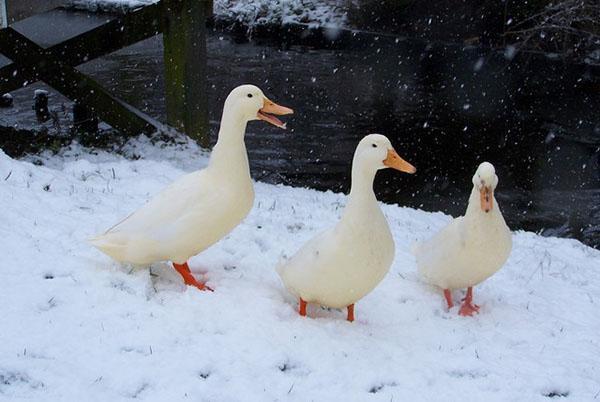 Canards de Pékin en hiver