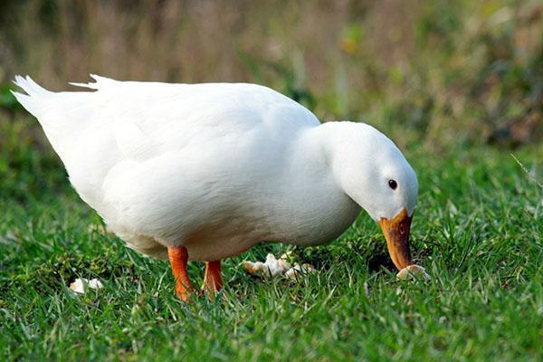 Les canards mangent des légumes verts avec plaisir