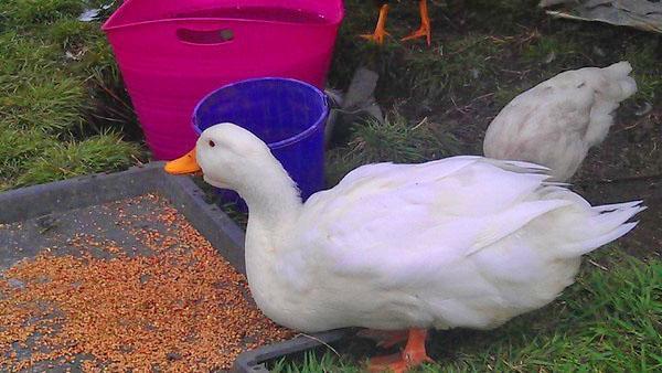 El pato come cereales integrales con placer.