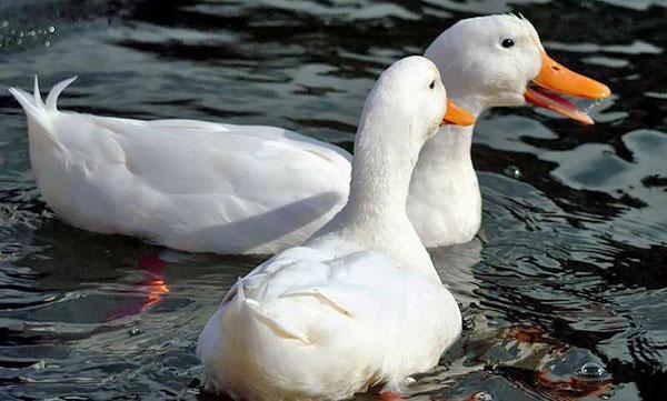 Pato de Pekín en el estanque