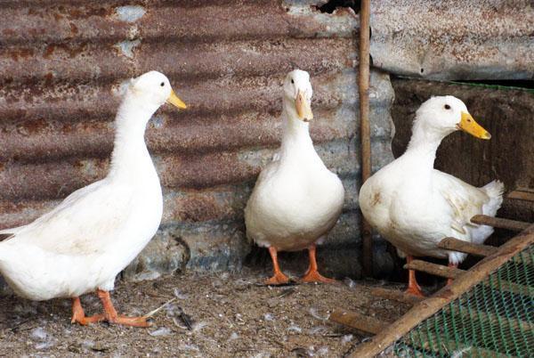 Canards laqués dans la cour