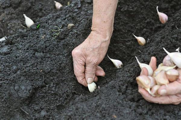 plantando ajo de invierno en otoño