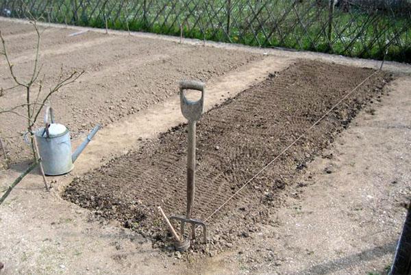 preparación del huerto para el ajo