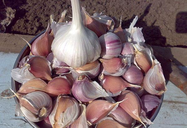 preparando ajo para plantar