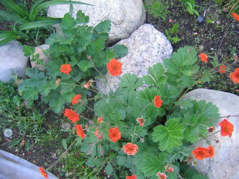 plantation et entretien du gravilat chilien