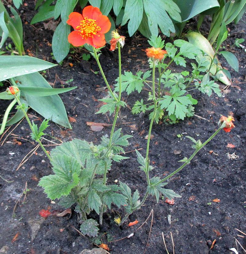 planter du gravilat au printemps