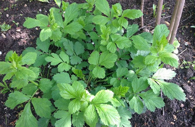 acumulación de masa foliar