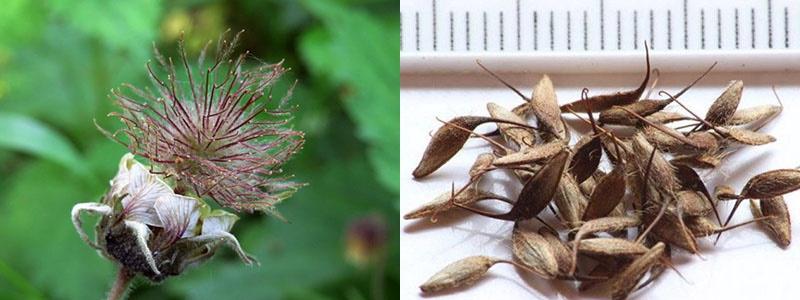 Semillas de gravilata chilena