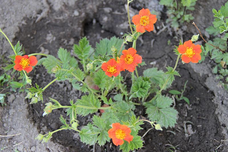 gravilat chilien de graines