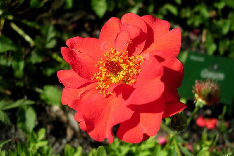 fleur gravilata