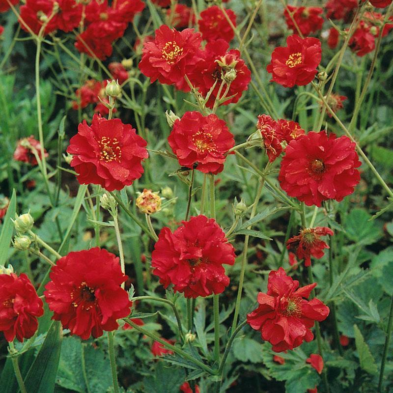 La variété de Mme Bradshaw