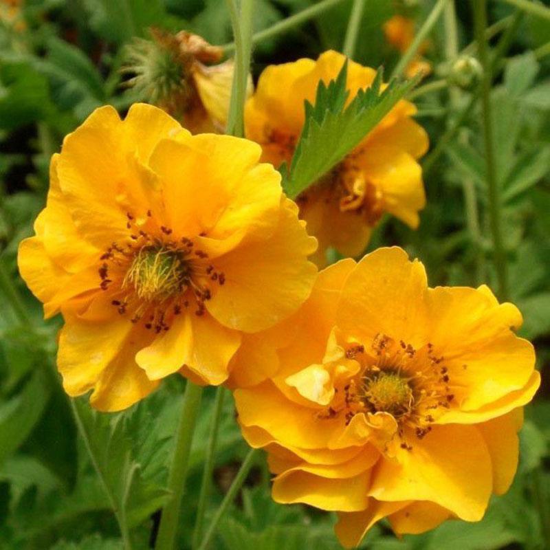 Le gravillat chilien Aurelia