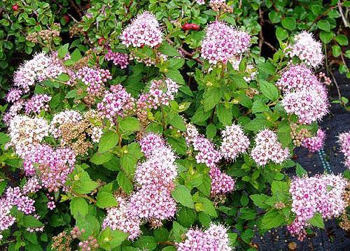 Spirea Pequeña Princesa Japonesa