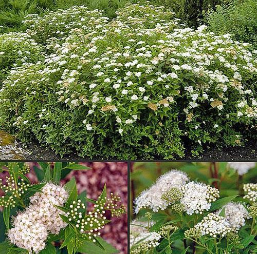 Spirea Albiflora Japonesa