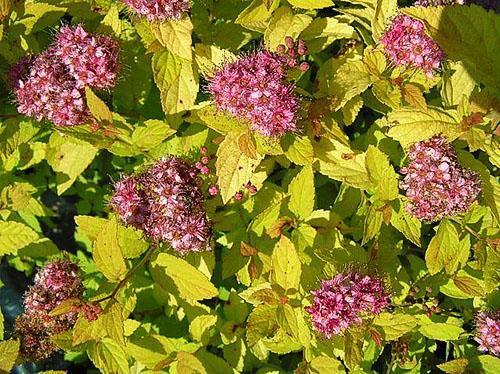 Spirea Japanese Golden Princess