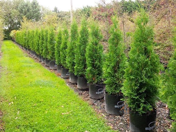 Thuja occidental Pyramidalis Compacta (T. occidentalis Pyramidalis Compacta)