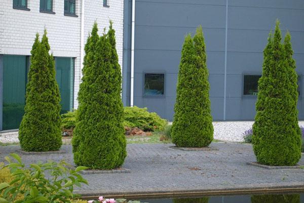 sitio de aterrizaje de thuja piramidal