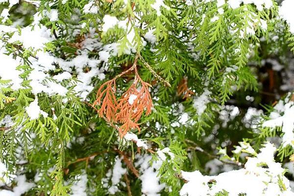 thuja necesita poda sanitaria