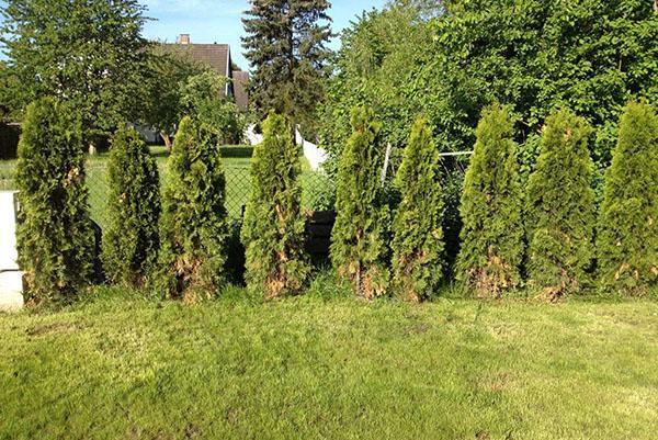 thuja sufrió quemaduras solares