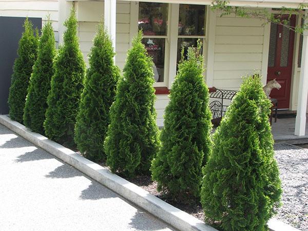 Thuja piramidal en el paisaje