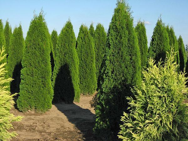 Thuja occidental de Smaragd (T. occidentalis Smaragd)