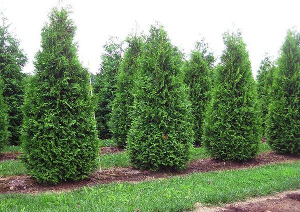 Thuja Brabante occidental (T. occidentalis Brabant)