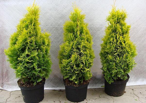 plantones de thuja piramidal