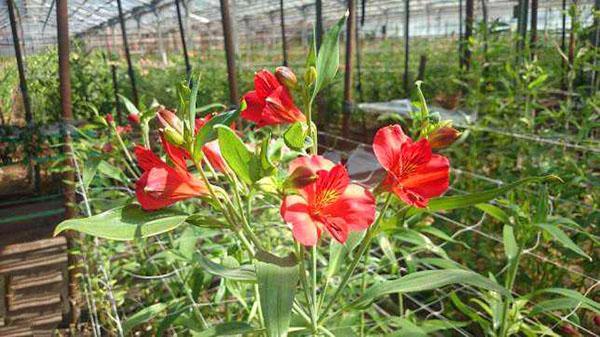 corte de alstroemeria