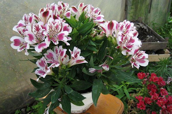 alstroemeria en una olla