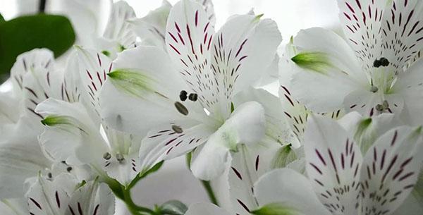 alstroemeria virginie