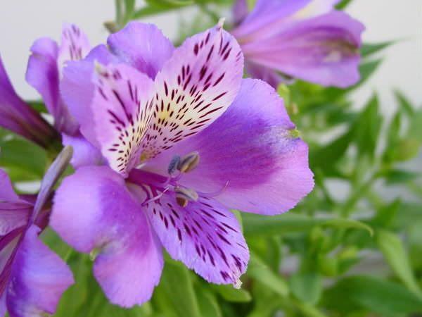 beauté alstroemeria