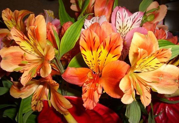 alstroemeria canaria