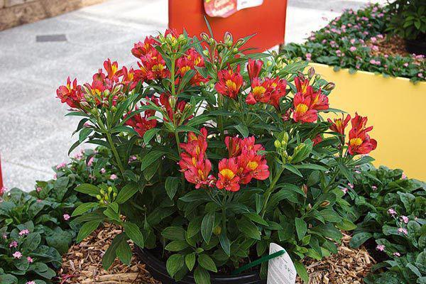 exuberante arbusto de alstroemeria