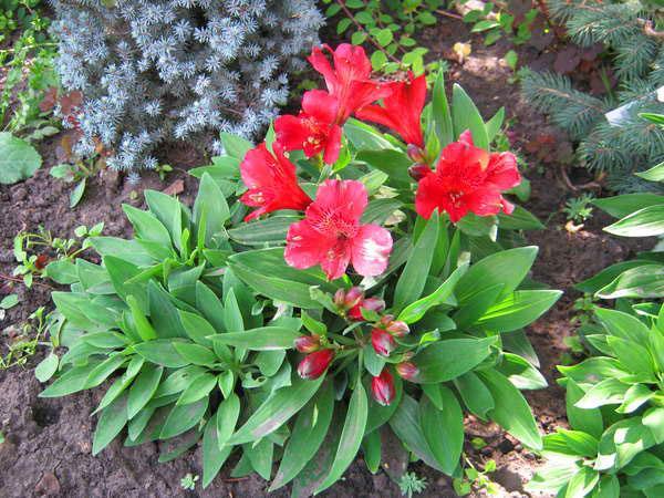 alstroemeria en plein champ