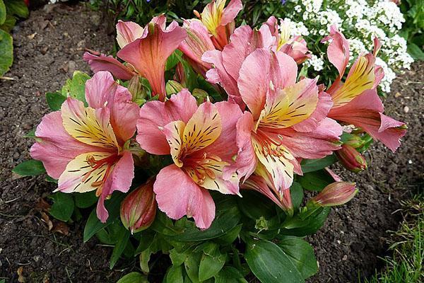 fleurs d'alstroemeria