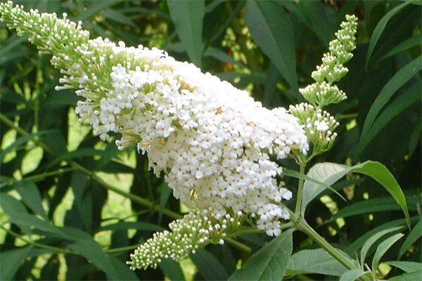 fleurs de budley blanches