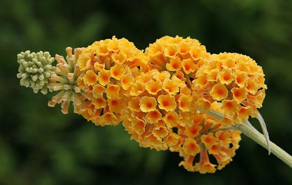 fleurs de budley orange