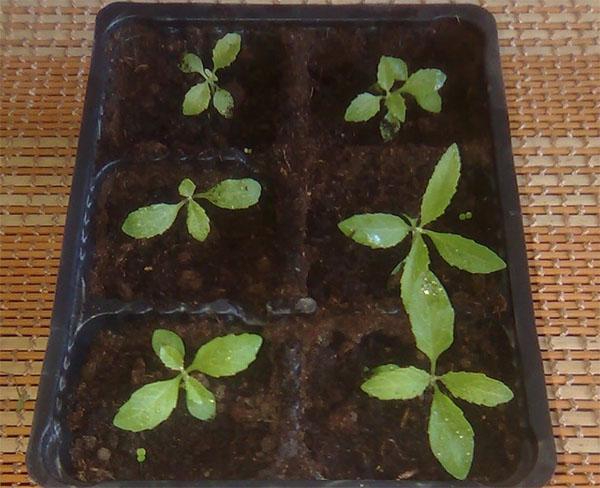 brotes de semillas de Budley