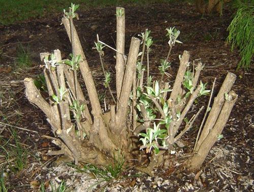 buisson de budley après l'hiver
