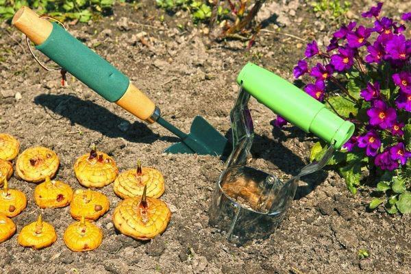 planter des glaïeuls en pleine terre