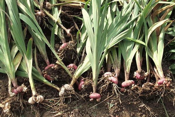 creuser des bulbes de glaïeuls pour le stockage