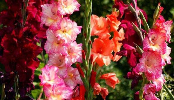 Glaïeuls en fleurs en Sibérie