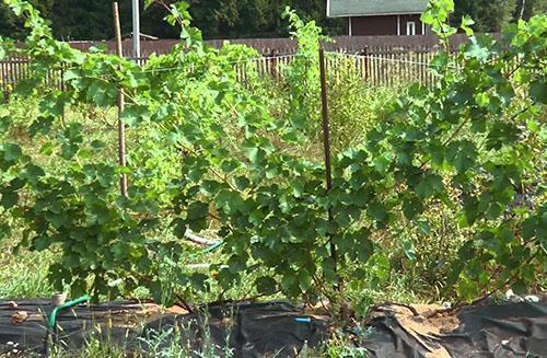 Características del cultivo de uvas en la región de Moscú.