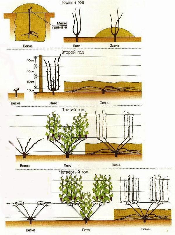 Esquema de cuidado de la uva