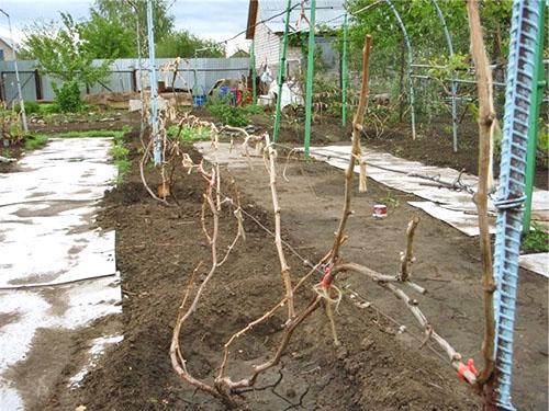 Cuidado de la uva de primavera