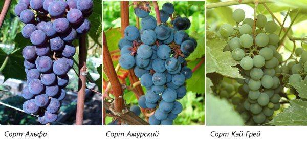 Las mejores variedades de uva para la región de Moscú.