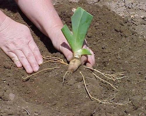 planter des iris