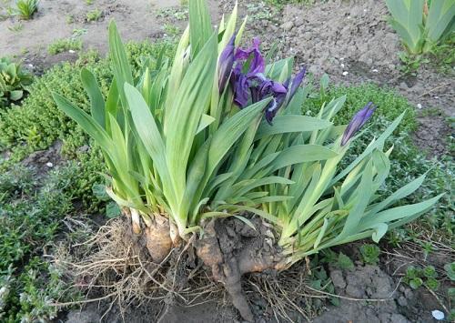 comment planter des iris