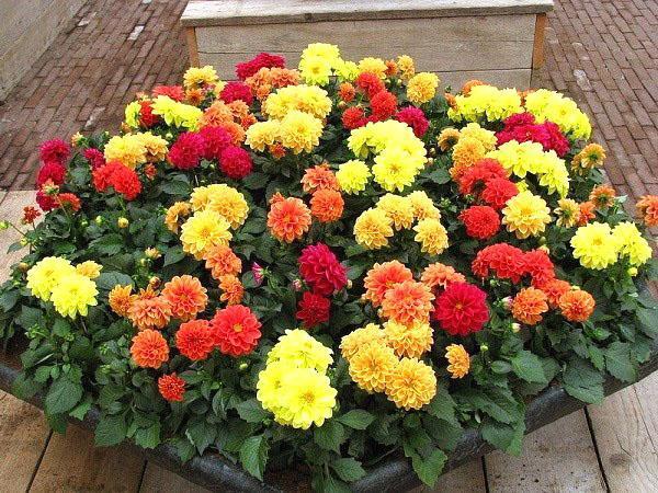 mini-plate-bande de dahlias annuels