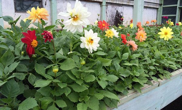 un macizo de flores de dalias anuales